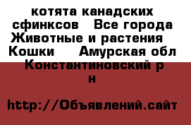 котята канадских сфинксов - Все города Животные и растения » Кошки   . Амурская обл.,Константиновский р-н